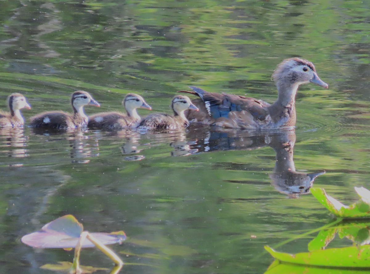 Wood Duck - Tom Obrock