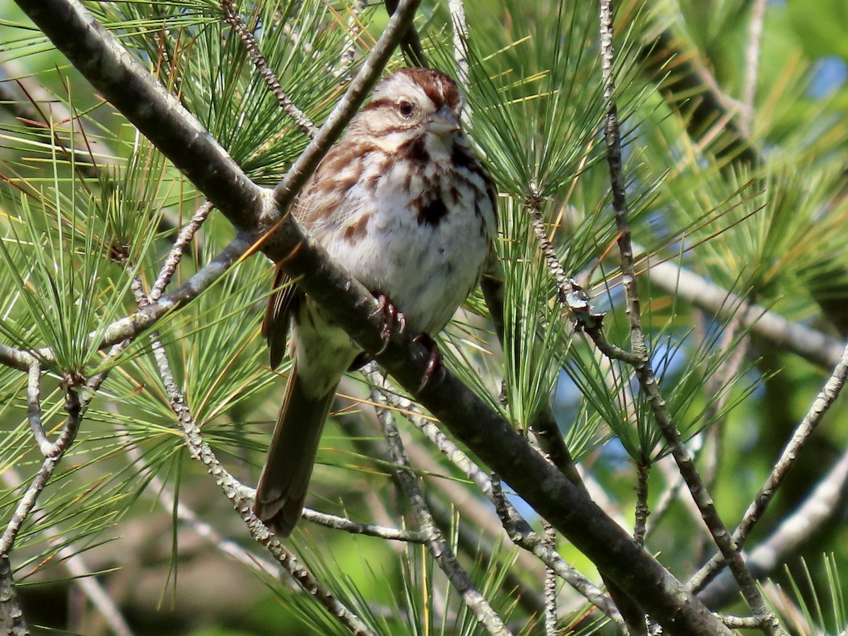 Song Sparrow - Eric Setterberg