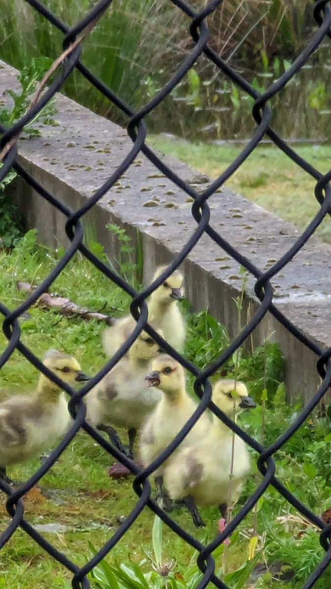 Canada Goose - Anonymous