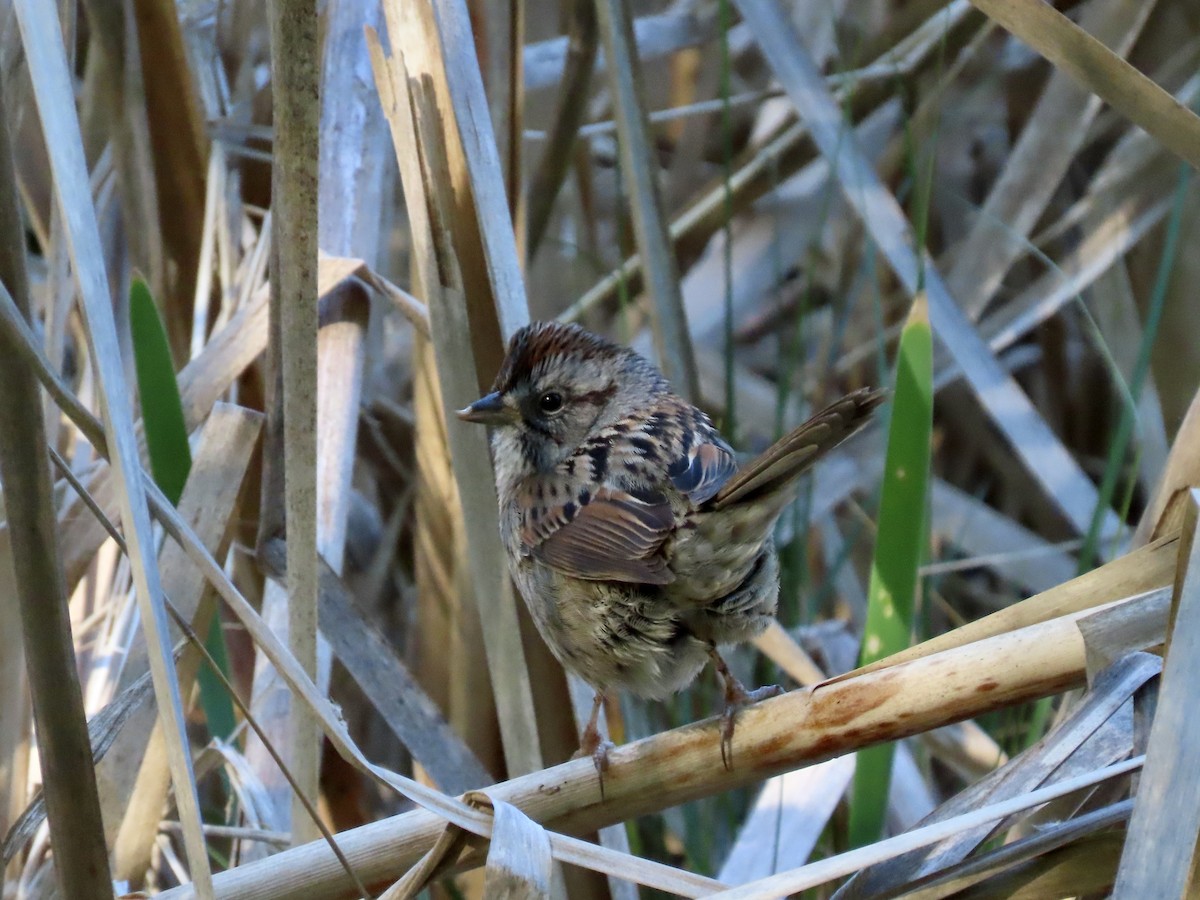 Swamp Sparrow - Eric Setterberg