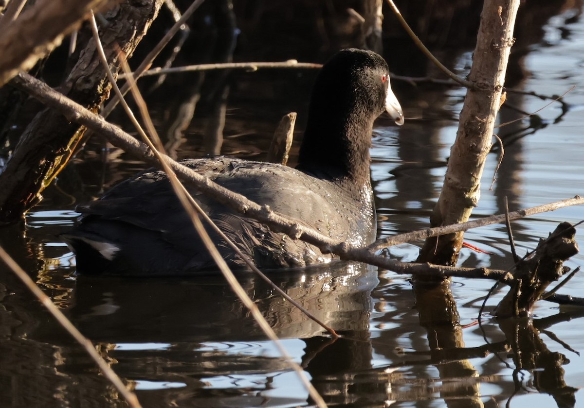 American Coot - Jacquie  Montgomery