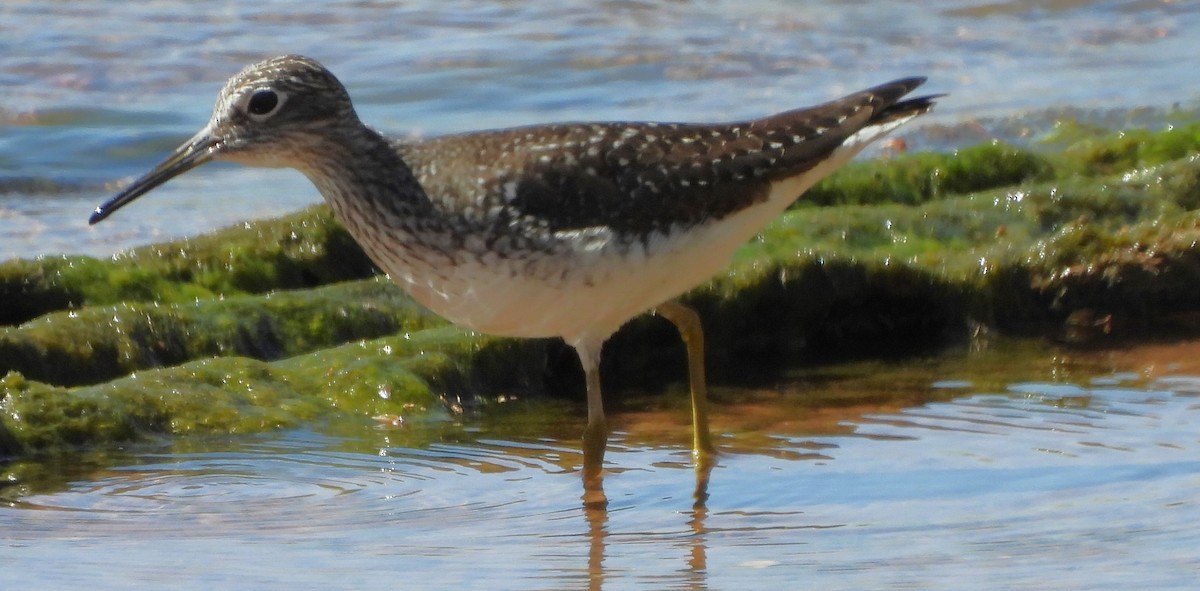 Solitary Sandpiper - ML618084214