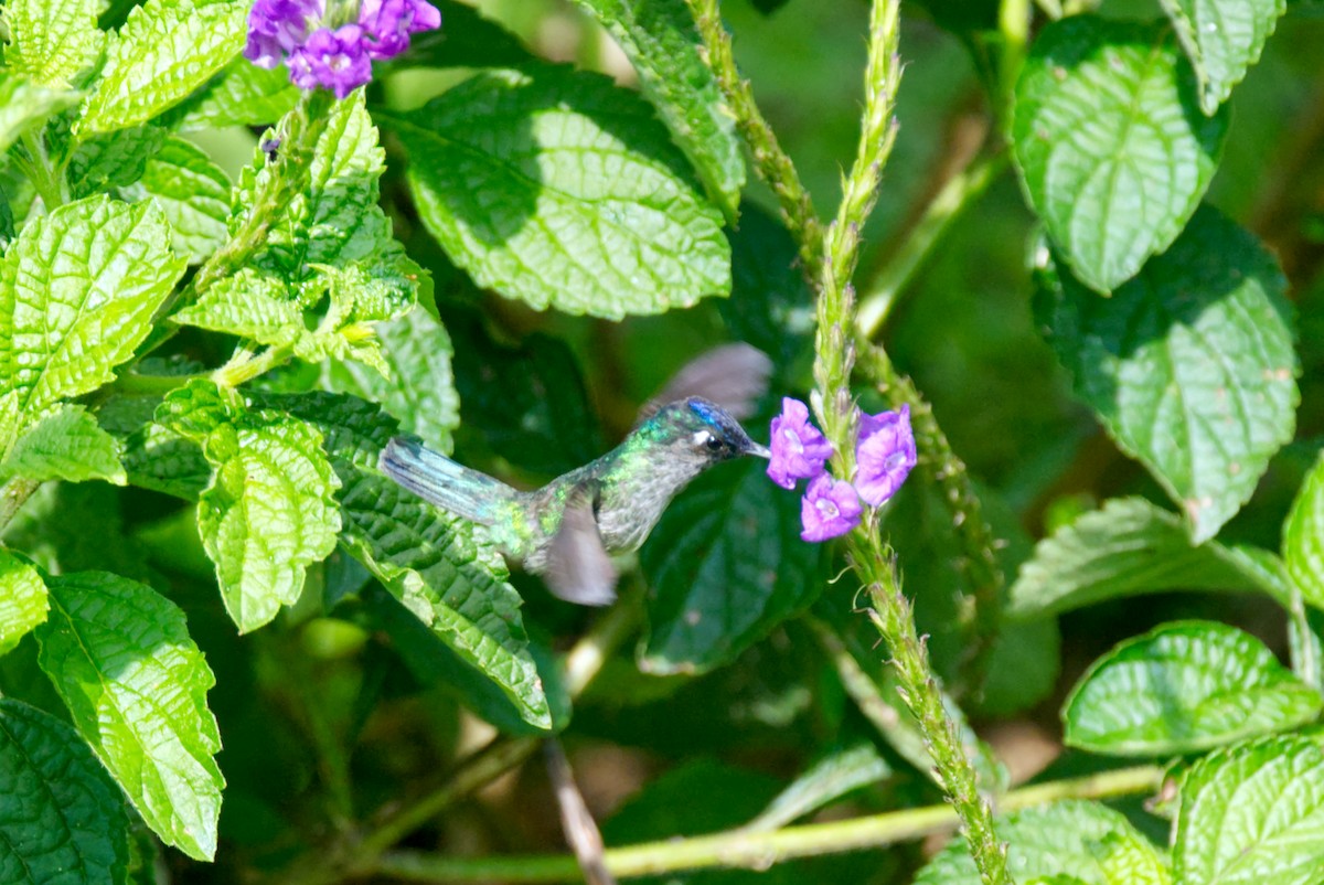 Violet-headed Hummingbird - Travis Vance