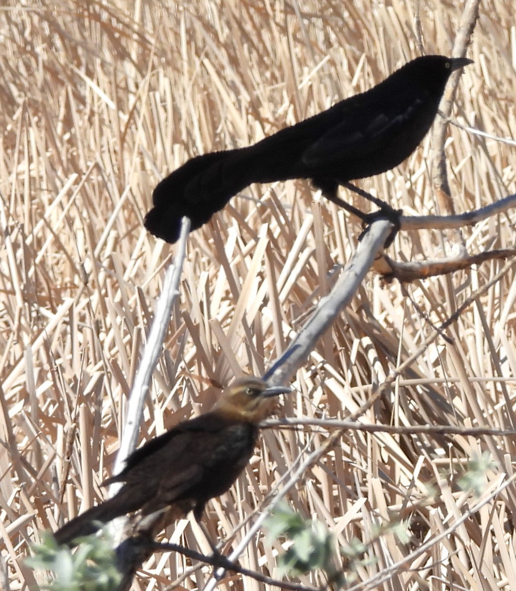 Great-tailed Grackle - ML618084236