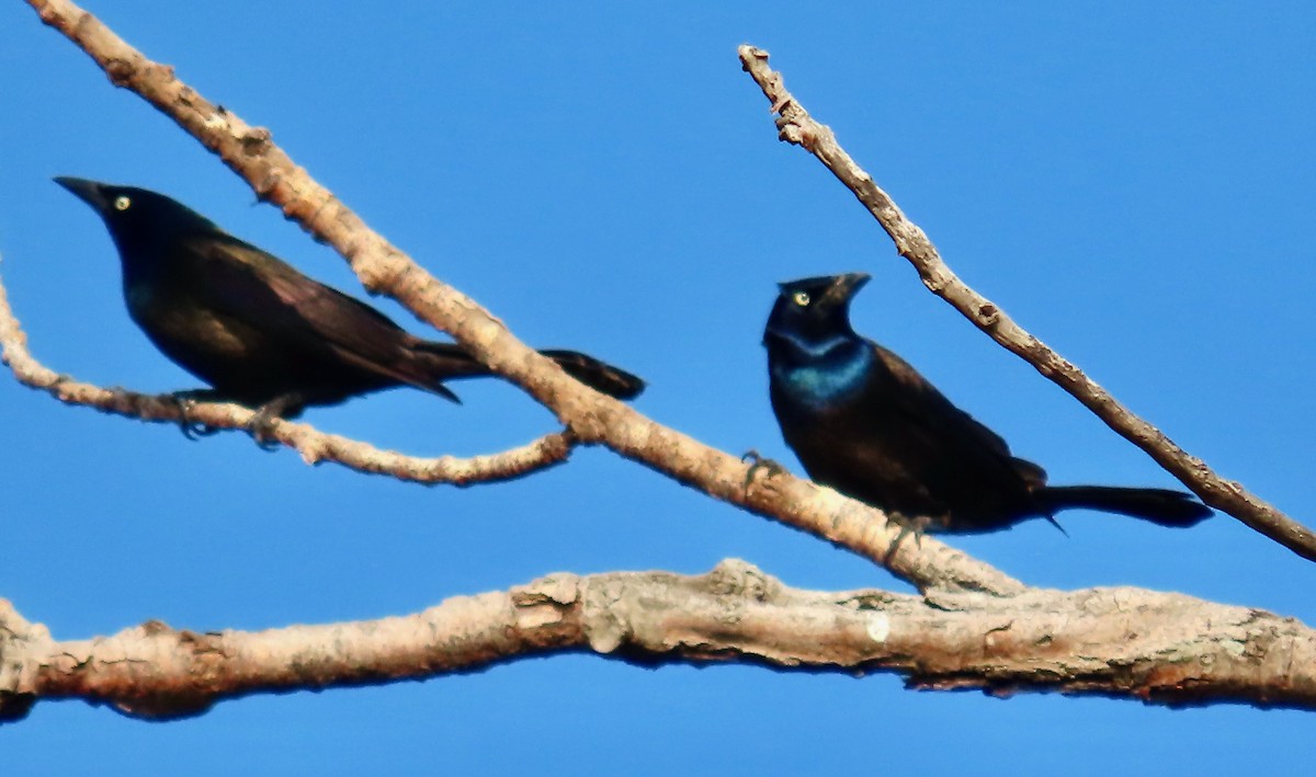 Common Grackle (Bronzed) - Randy Shonkwiler