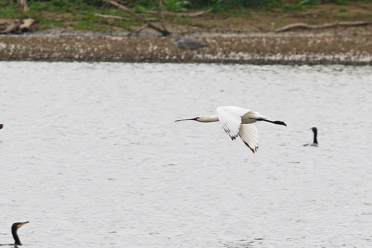 Eurasian Spoonbill - ML618084271