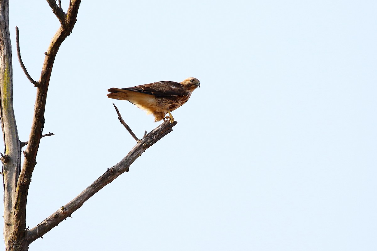 Eastern Buzzard - ML618084284