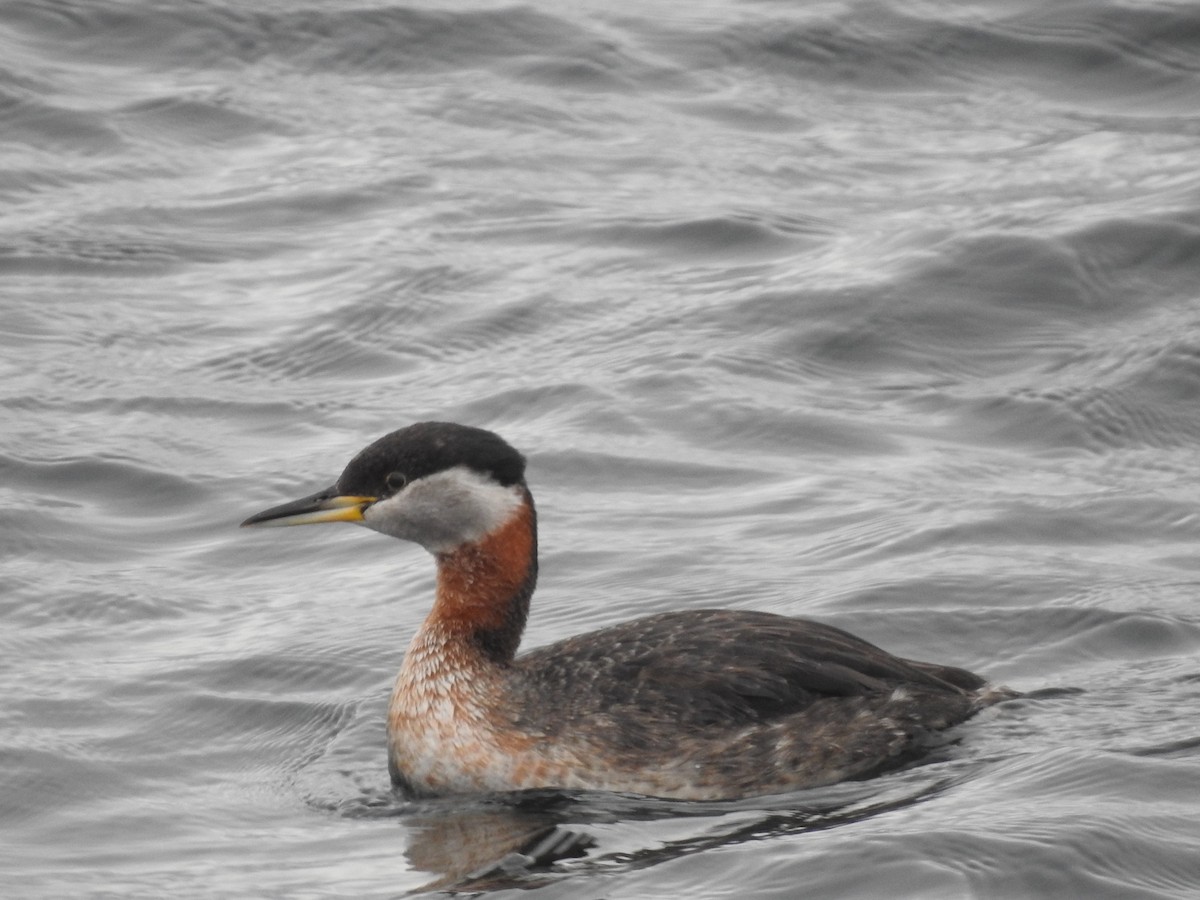 Red-necked Grebe - ML618084301