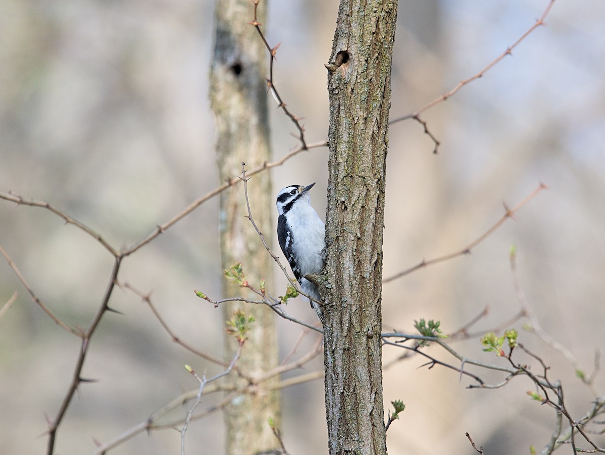 Downy Woodpecker - Osvaldo Araya