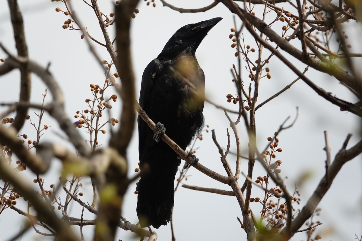 Common Raven - gretchen buxton