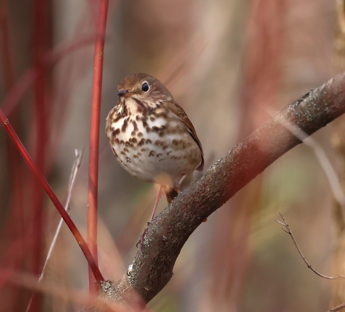 Hermit Thrush - Marie Provost