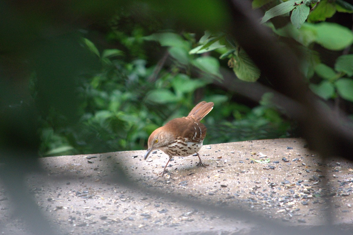 Brown Thrasher - Kim Sain