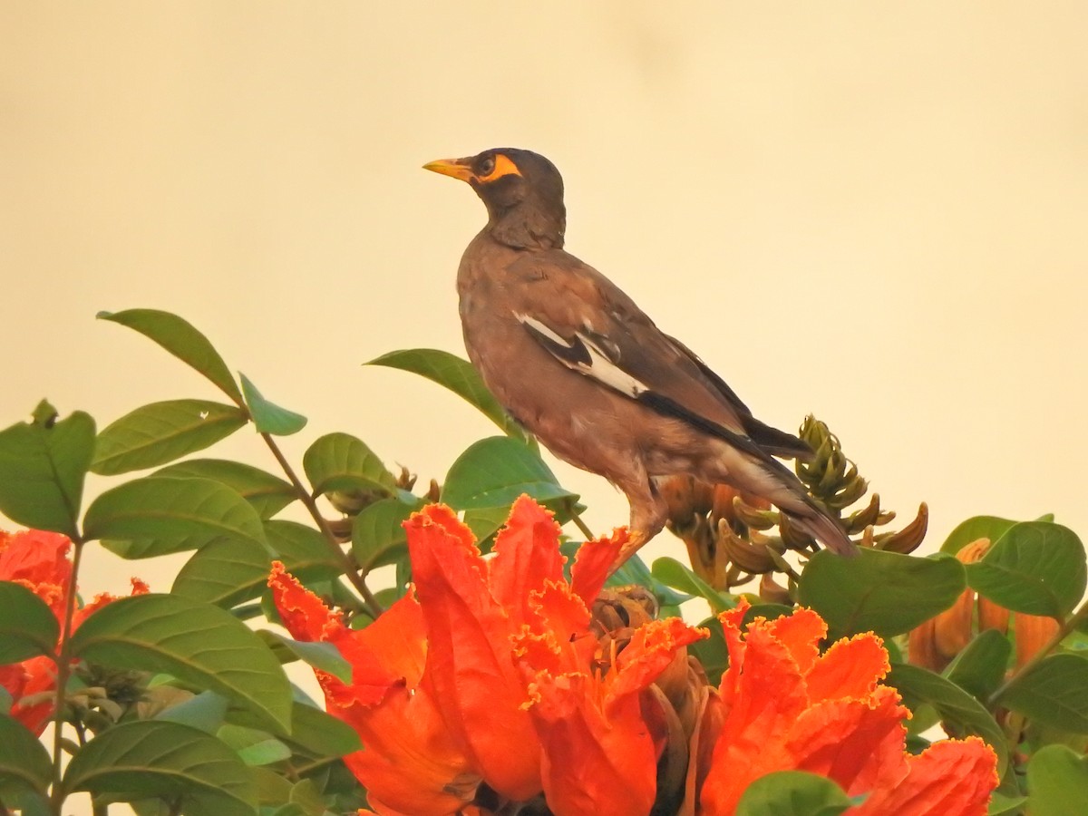 Common Myna - Jayendra Rakesh Yeka