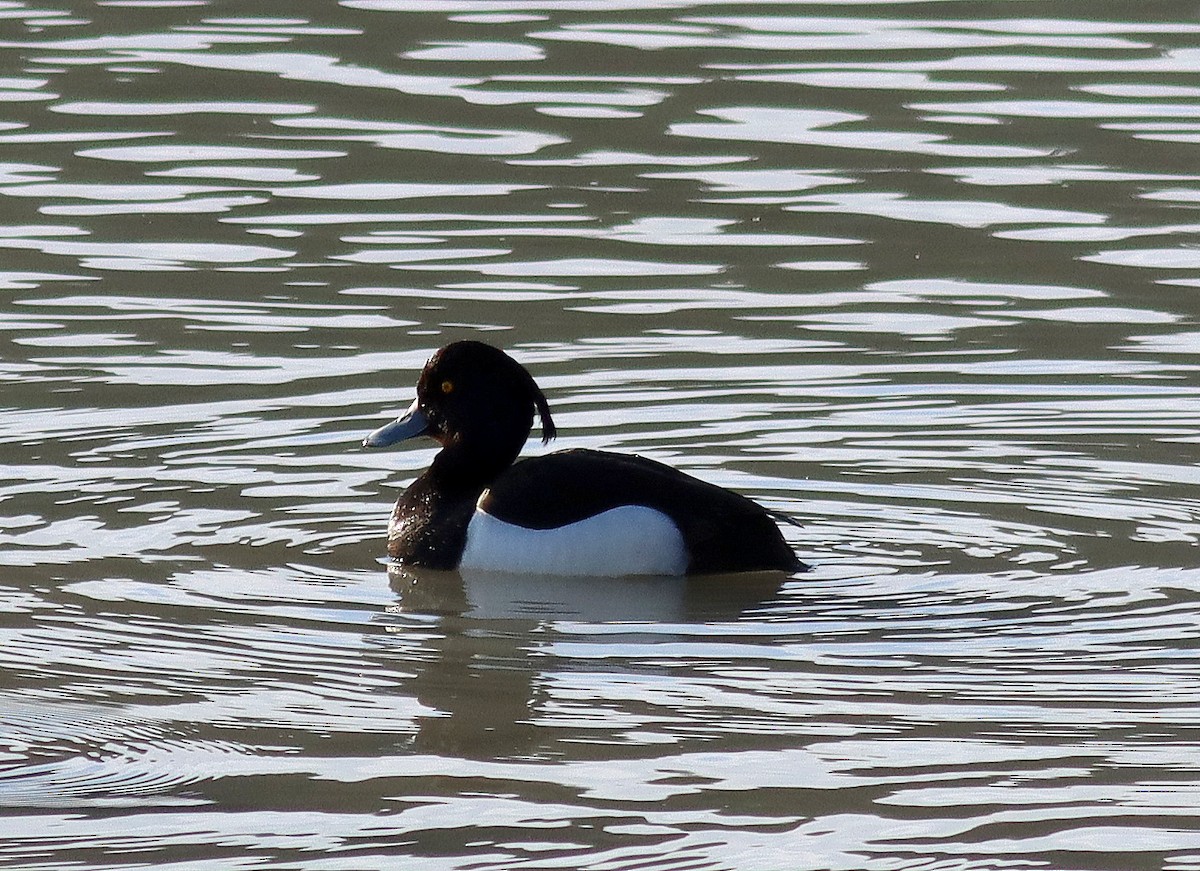 Tufted Duck - ML618084487