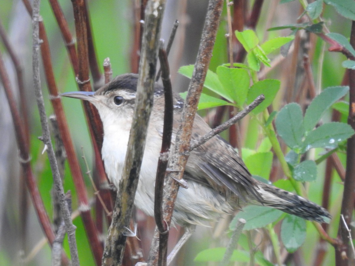 Marsh Wren - Emily Lange