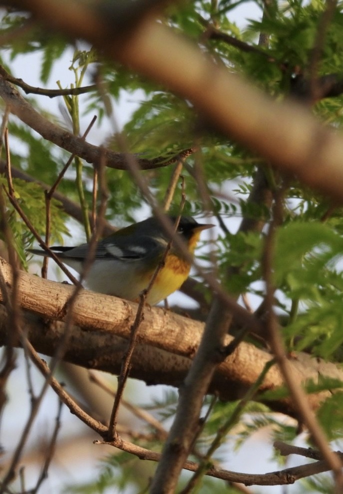 Northern Parula - Ian M