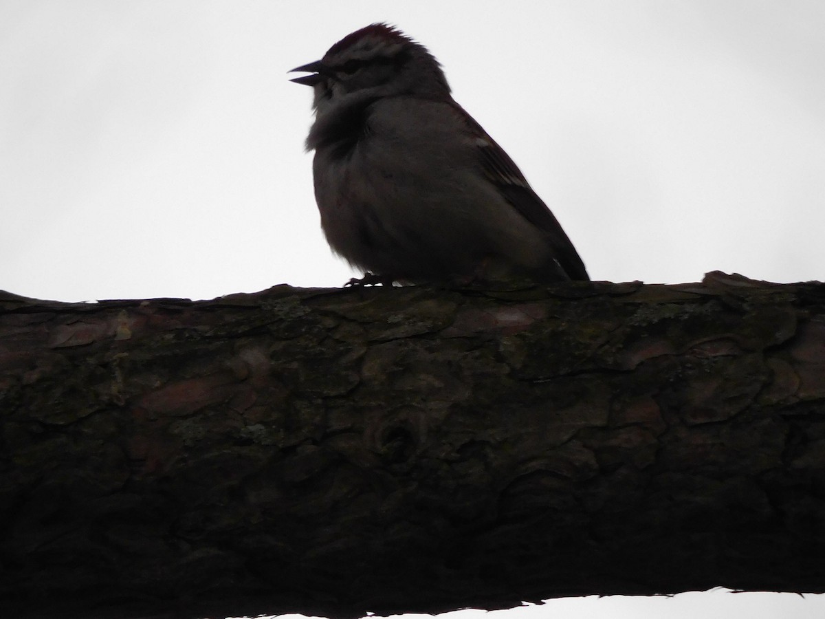 Chipping Sparrow - Charles Chu