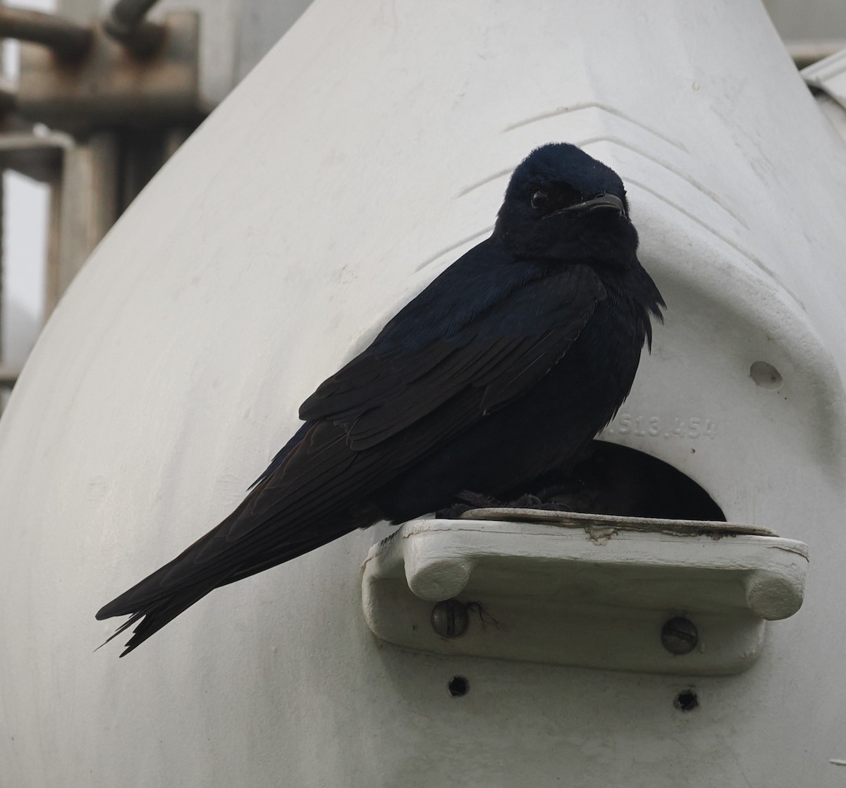 Purple Martin - ML618084548