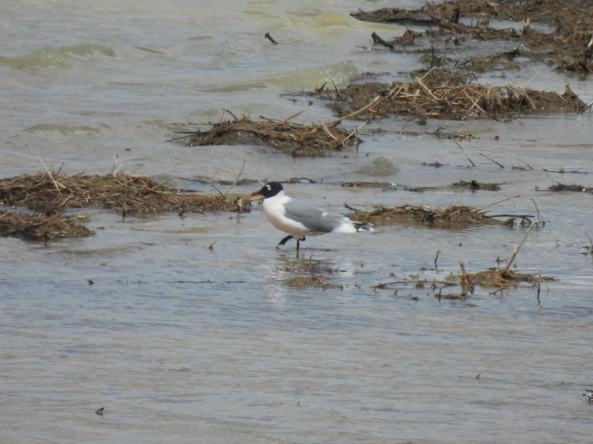 Mouette de Franklin - ML618084552