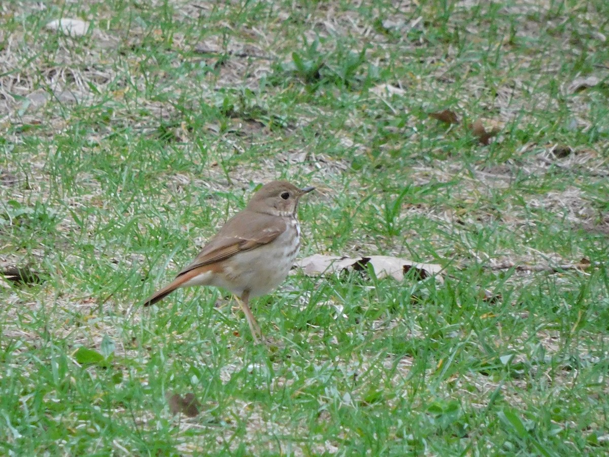 Hermit Thrush - Charles Chu