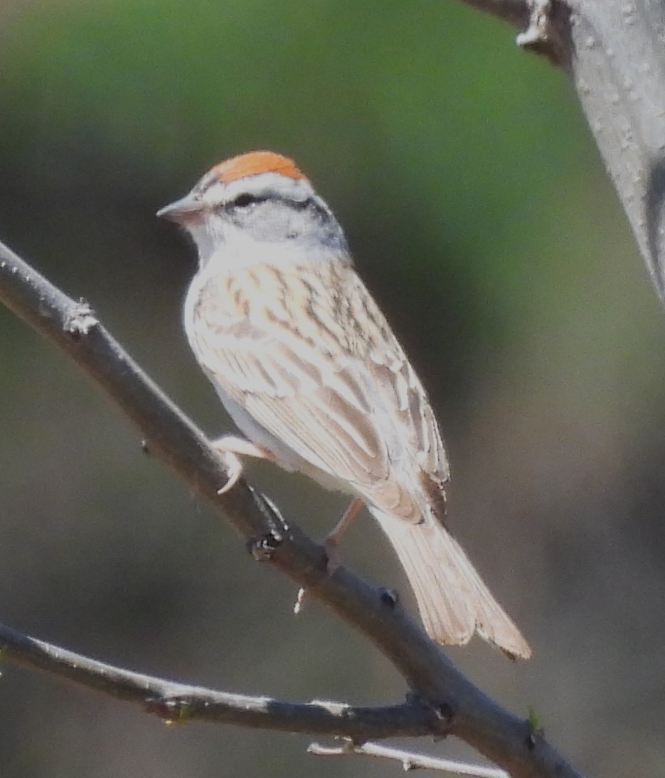 Chipping Sparrow - Mark Romero