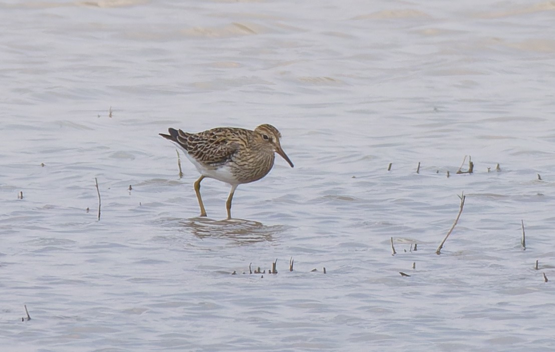 Graubrust-Strandläufer - ML618084603