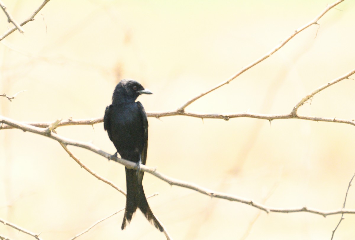 Black Drongo - Ali Hyder