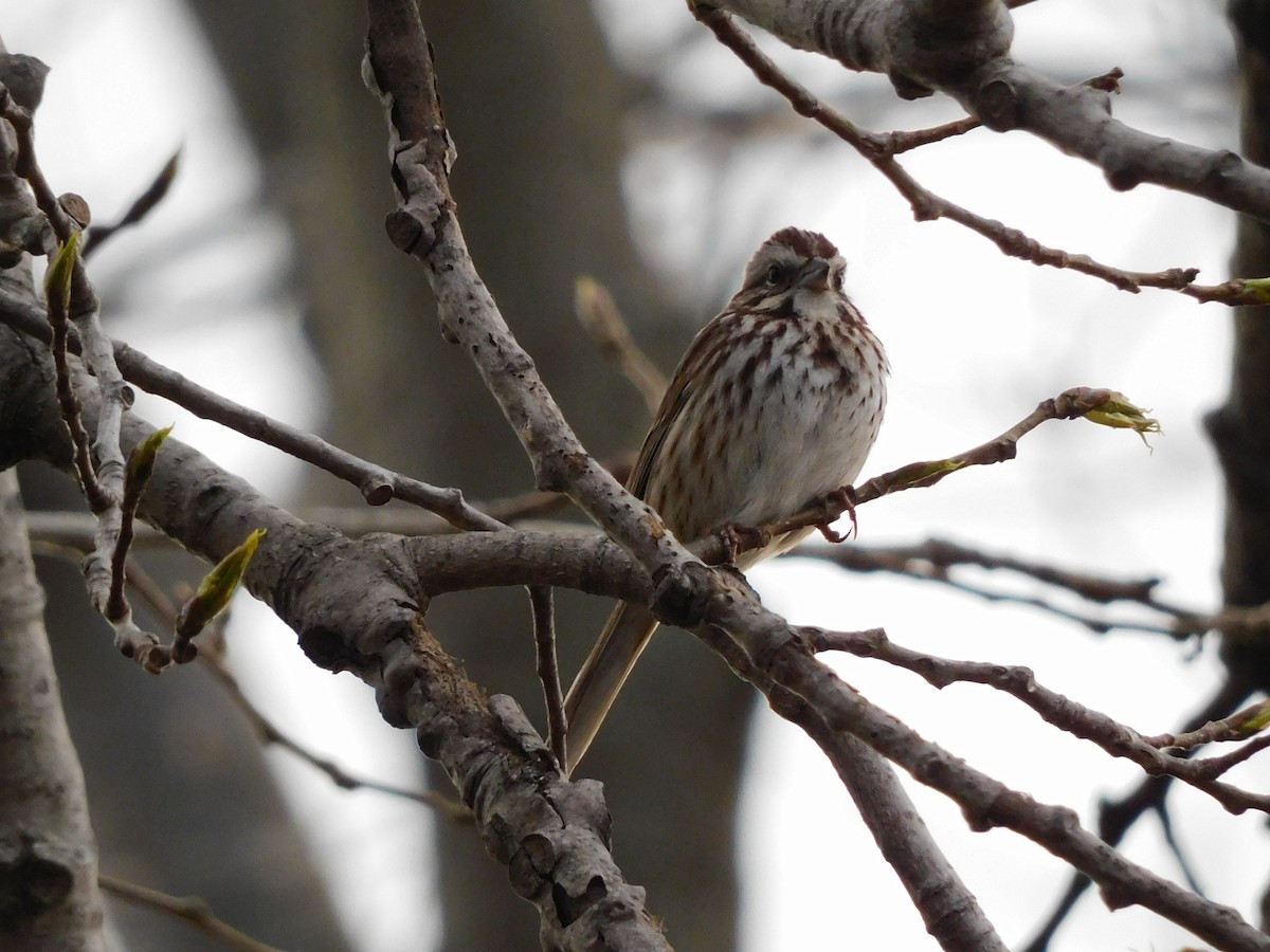 Song Sparrow - Charles Chu