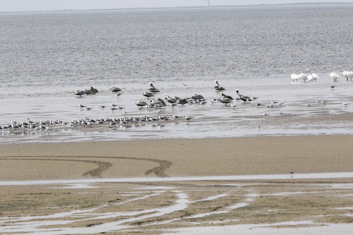 Brown Pelican - Anonymous