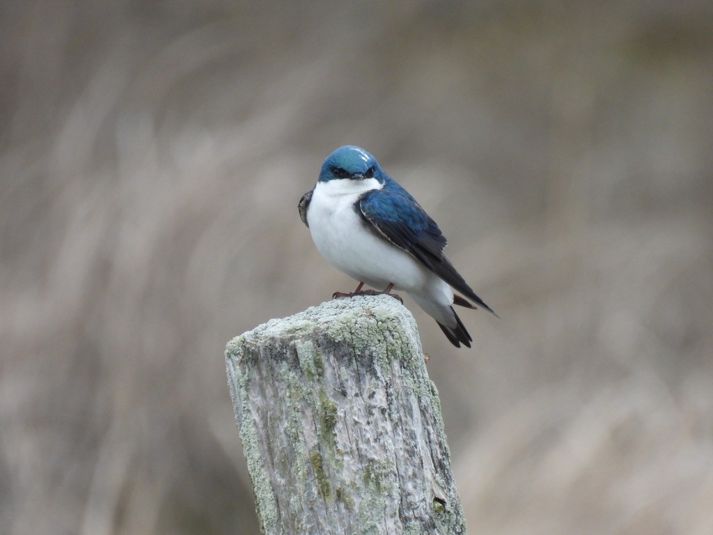 Tree Swallow - Justin Barrett