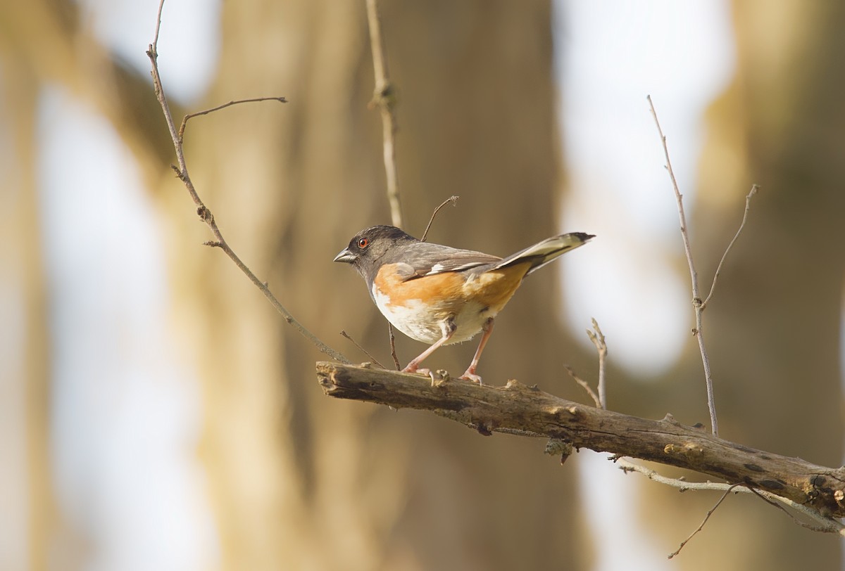 Eastern Towhee - Osvaldo Araya