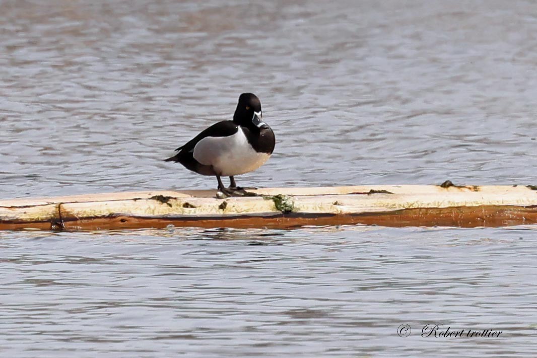 Ring-necked Duck - Robert Trottier