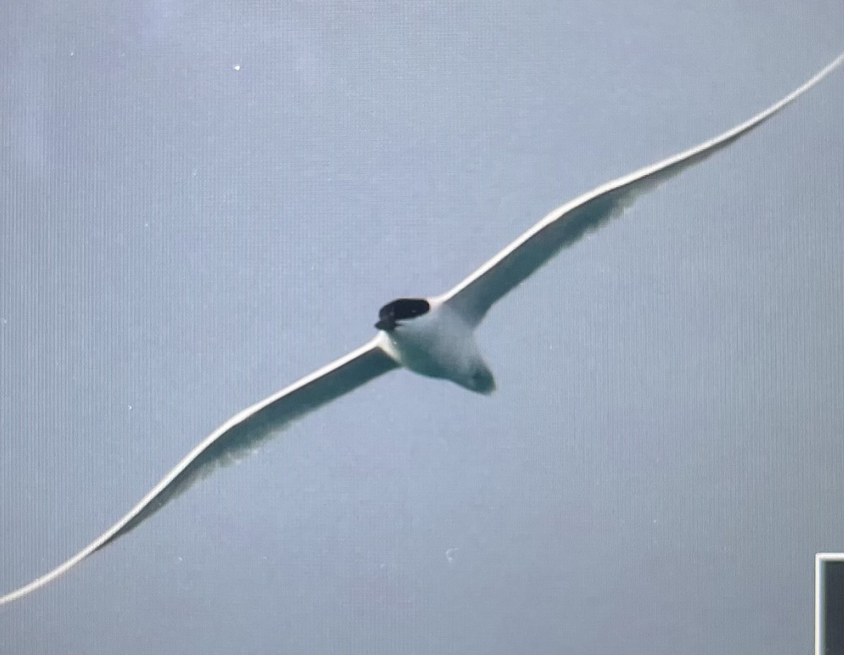 Gull-billed Tern - Carl Edwards