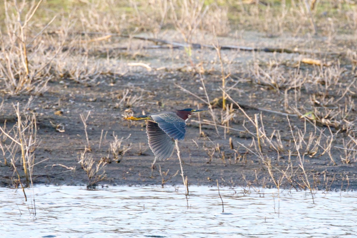 Green Heron - Travis Vance