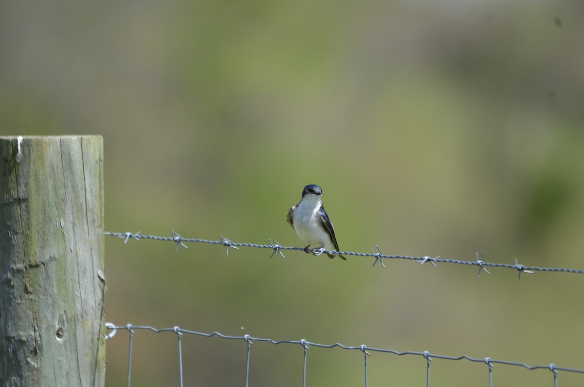 Tree Swallow - ML618084682