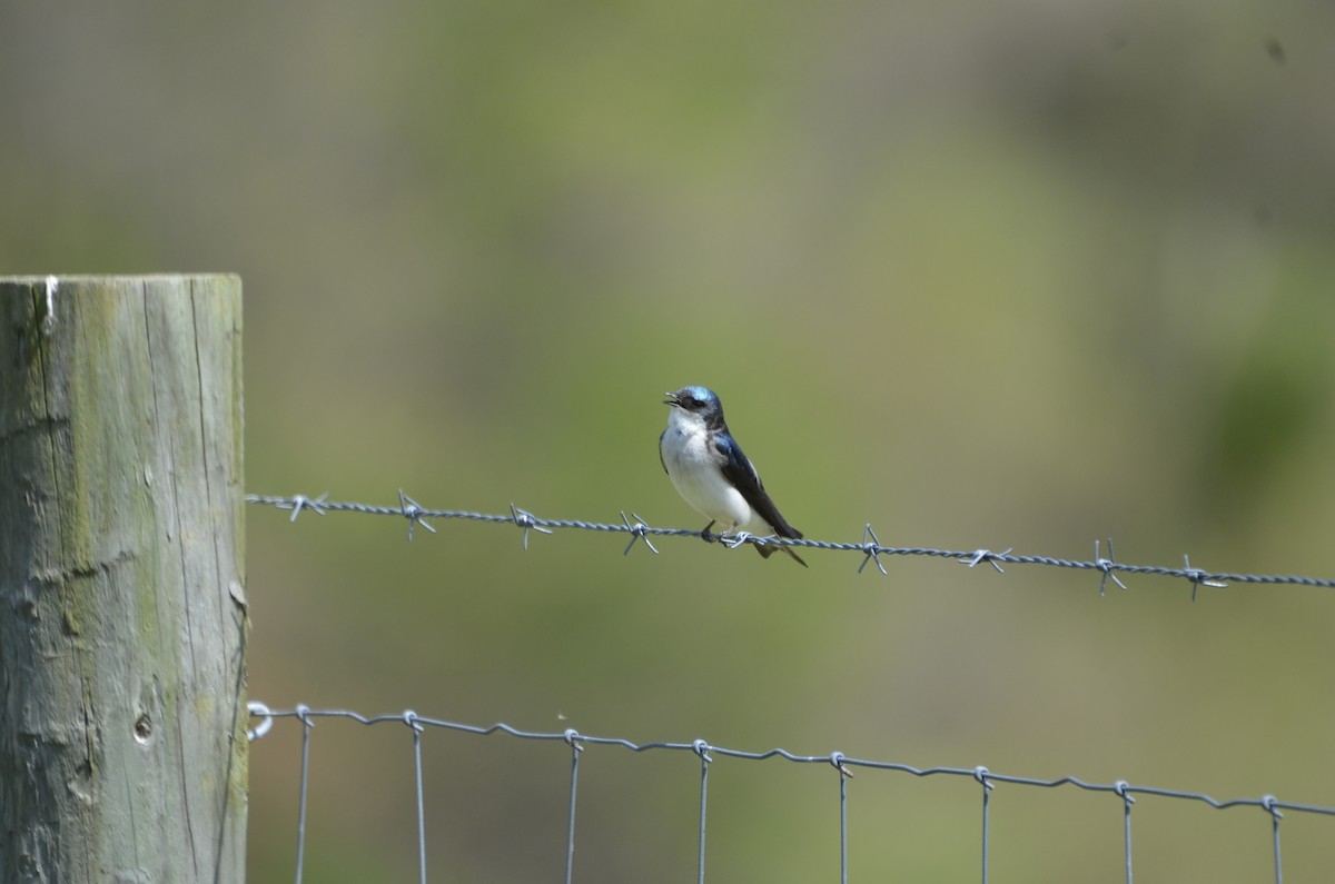 Golondrina Bicolor - ML618084685