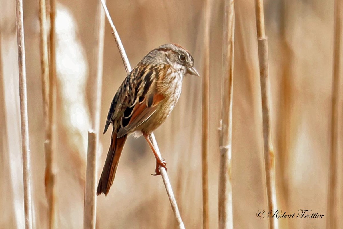 Swamp Sparrow - ML618084697