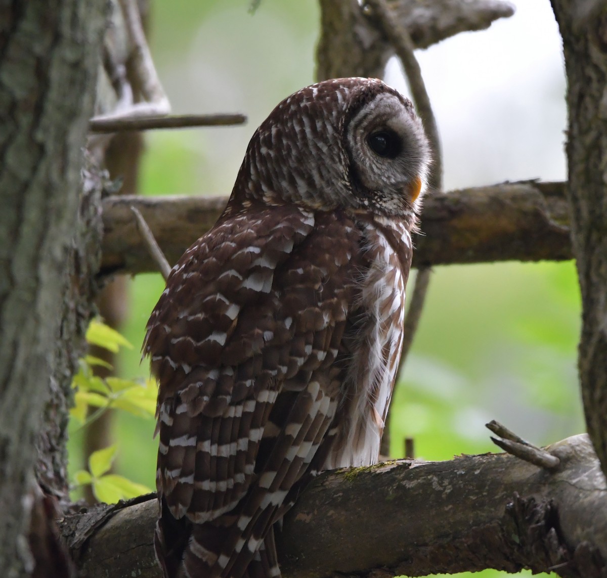 Barred Owl - Bart Scott