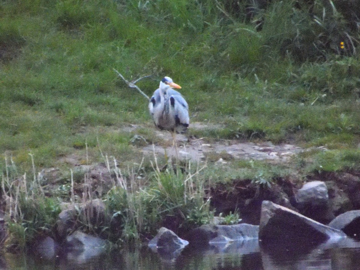 Gray Heron - Dennis op 't Roodt