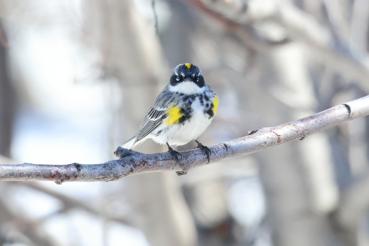 Yellow-rumped Warbler (Myrtle) - Sam Darmstadt