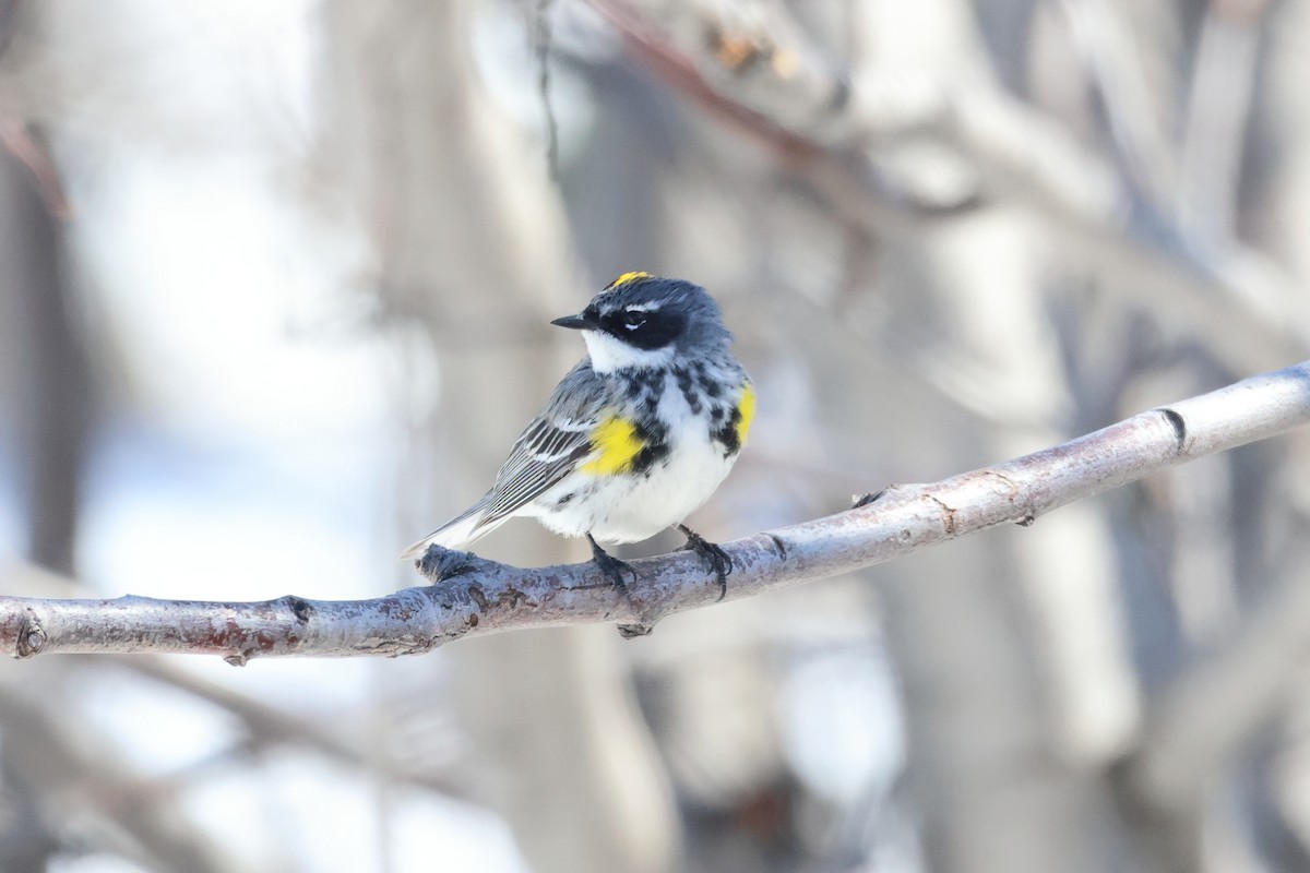 Yellow-rumped Warbler (Myrtle) - Sam Darmstadt