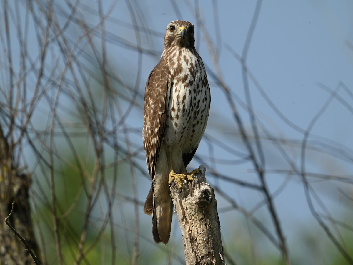 Red-shouldered Hawk - William Woody