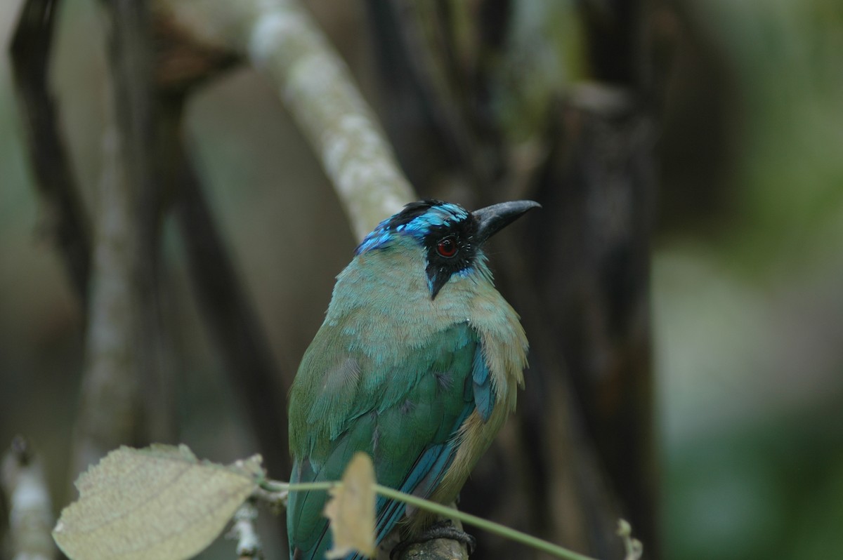 Whooping Motmot - Francisco Sornoza