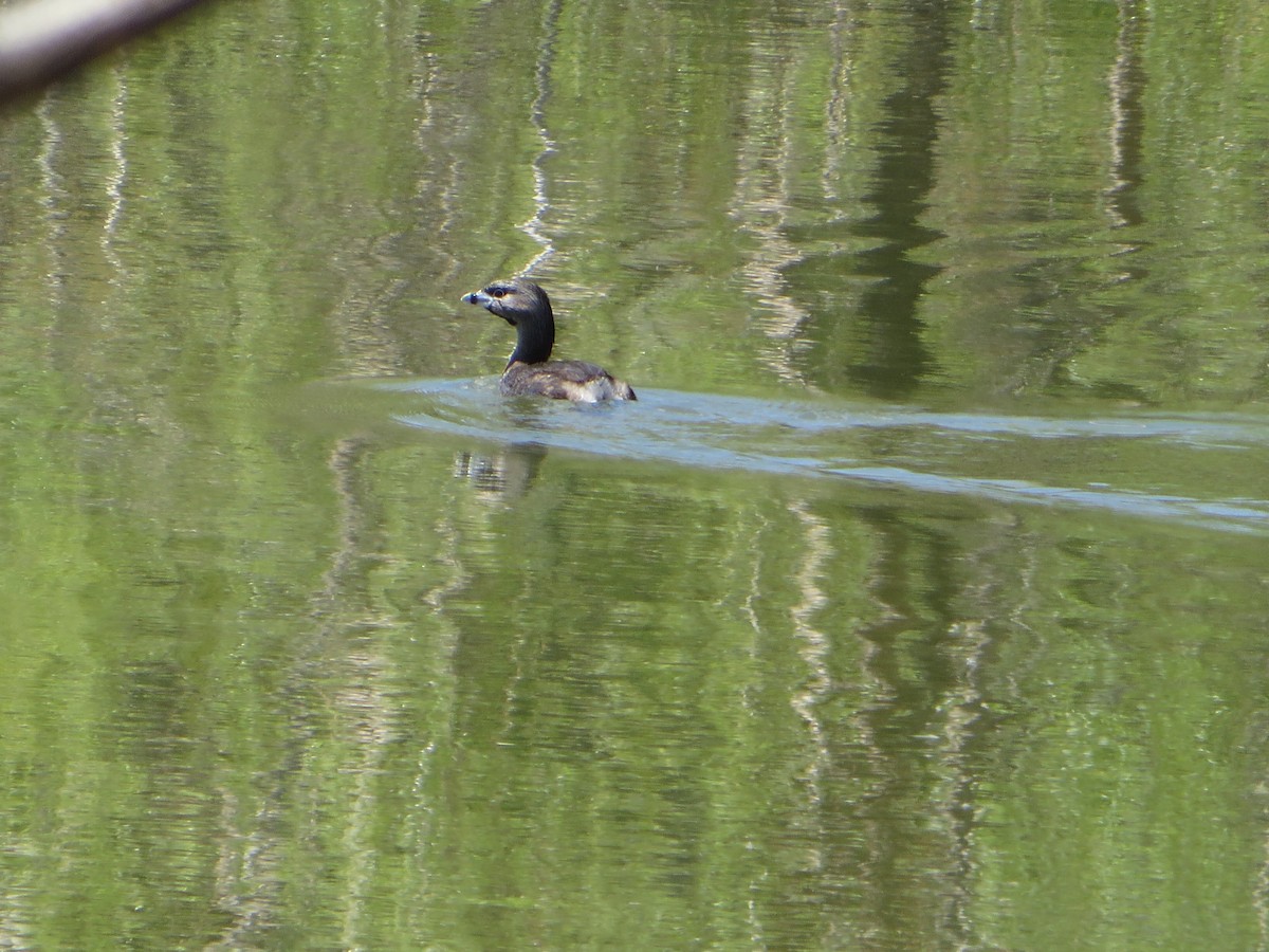 Pied-billed Grebe - ML618084807