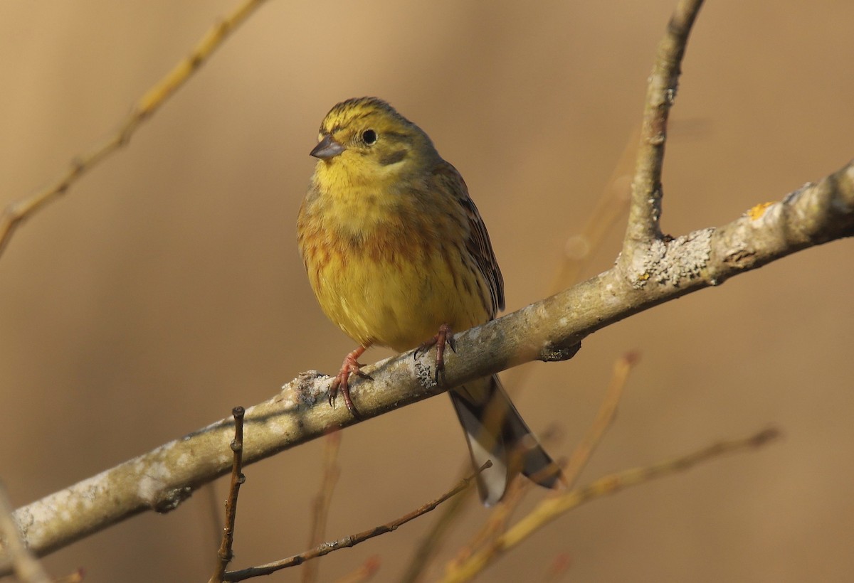 Yellowhammer - ML618084808