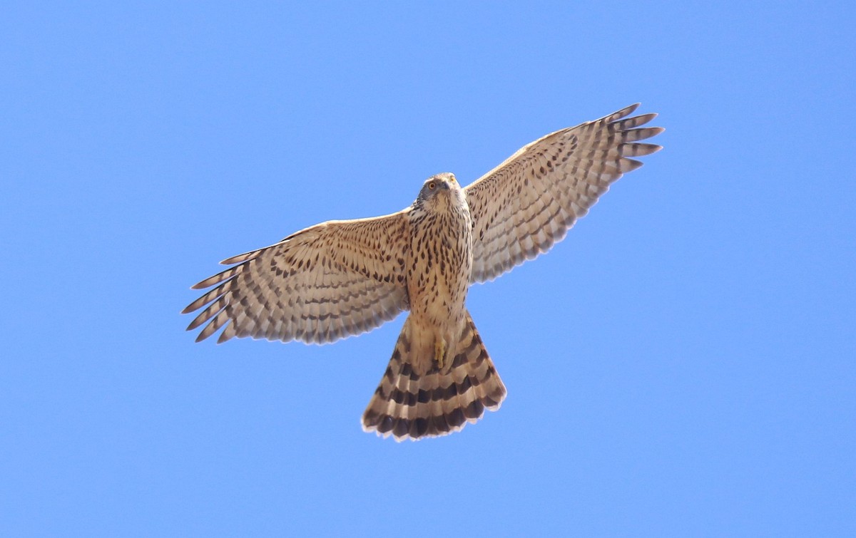 Eurasian Goshawk - ML618084823