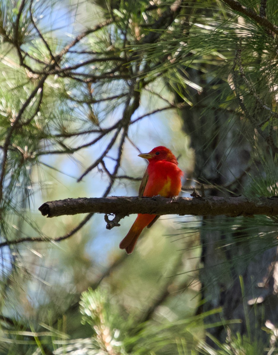 Summer Tanager - Alan Desbonnet