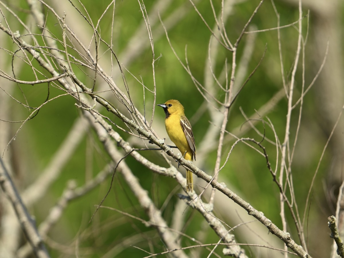 Orchard Oriole - William Woody