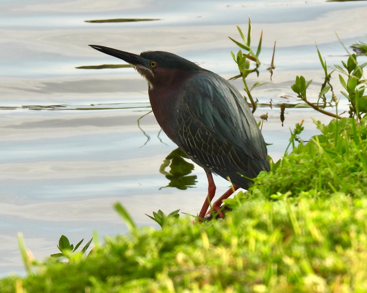 Green Heron - Lynne Harding