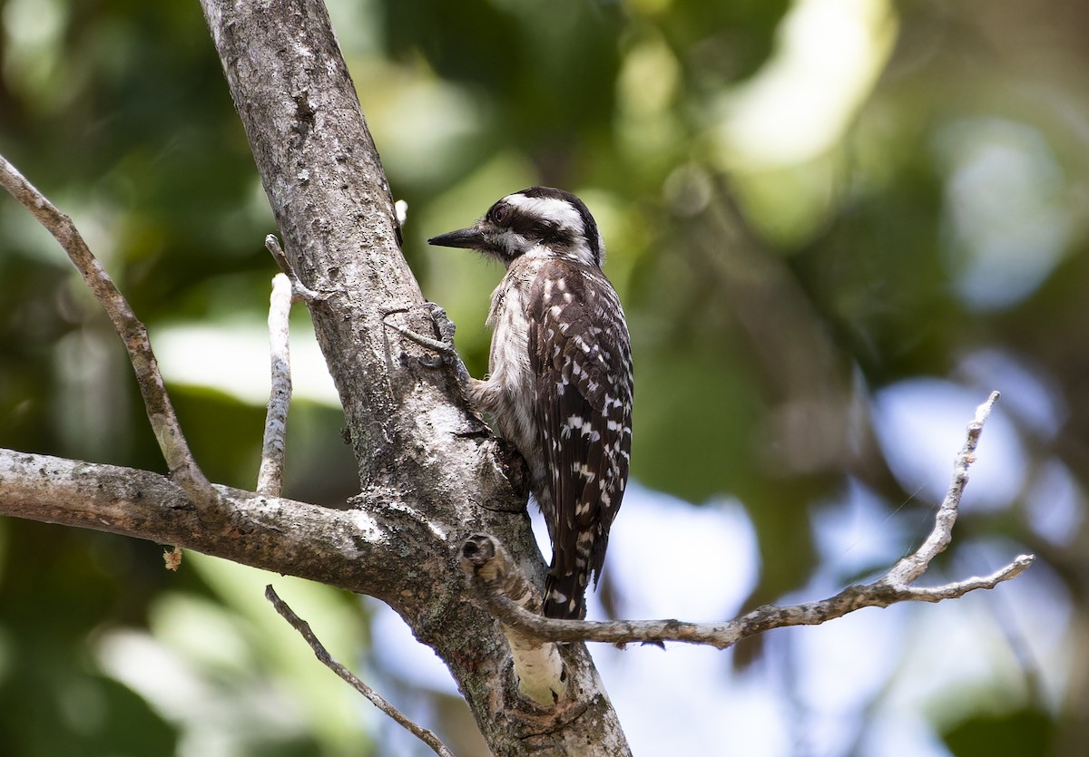 Sunda Pygmy Woodpecker - Matthieu Chotard